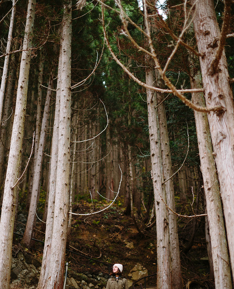 Trees in Yudanaka forest, Japan
